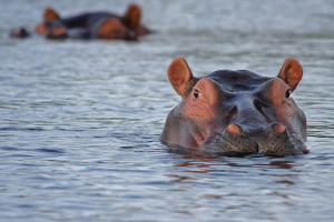 Gauteng’s Hidden Gems: Game Reserves Near Andante Lodge