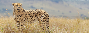 Cheetah at Rietvlei Game Reserve