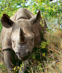 The area around Andante includes the animals at Rietvlei