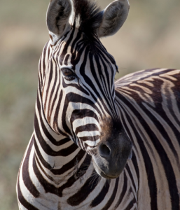 Zebra at Rietvlei Game Reserve