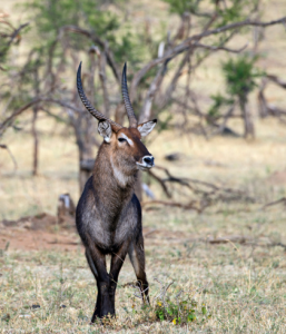 Rietvlei Game Reserve